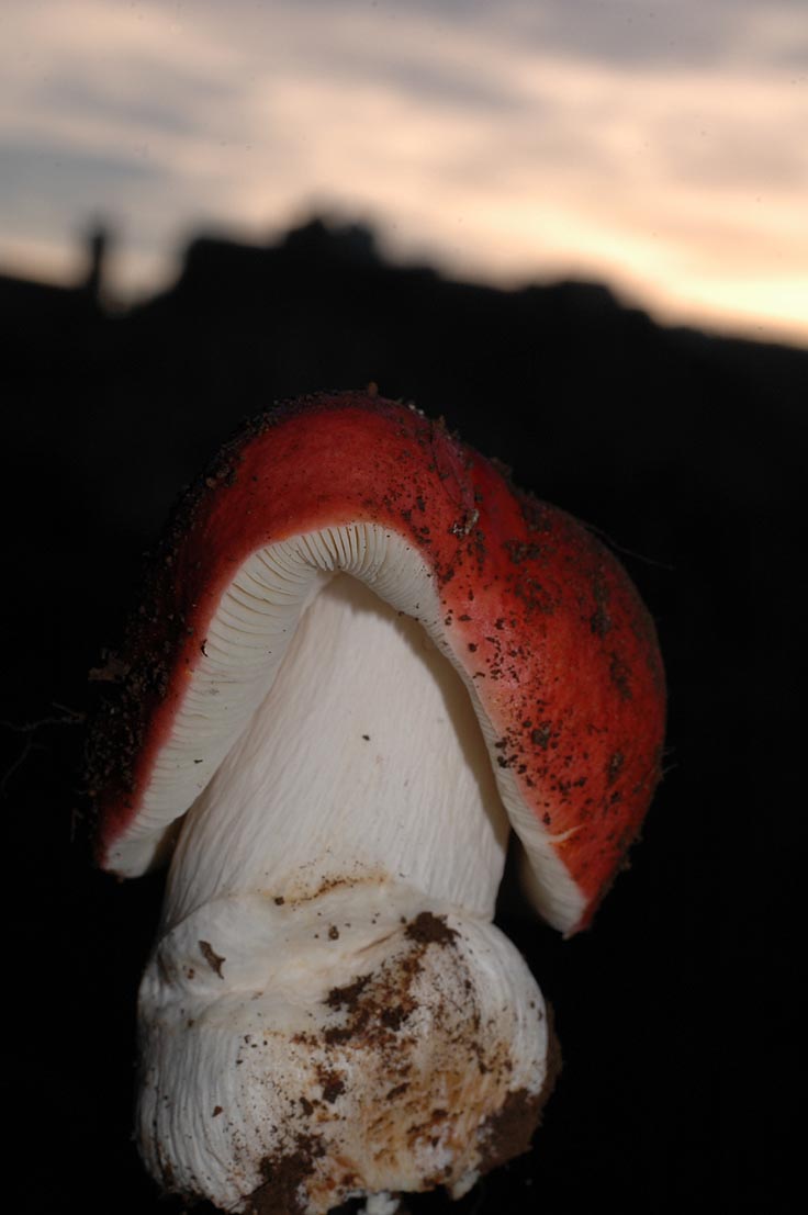 Russula muy picante